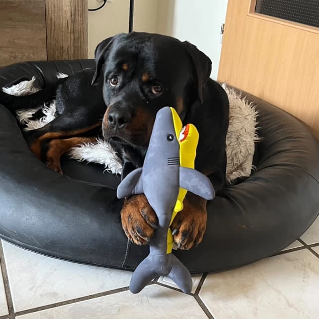 Dog image