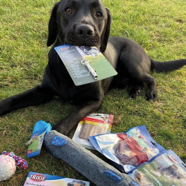Dog image