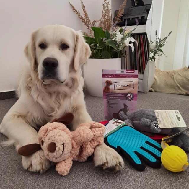 Dog image