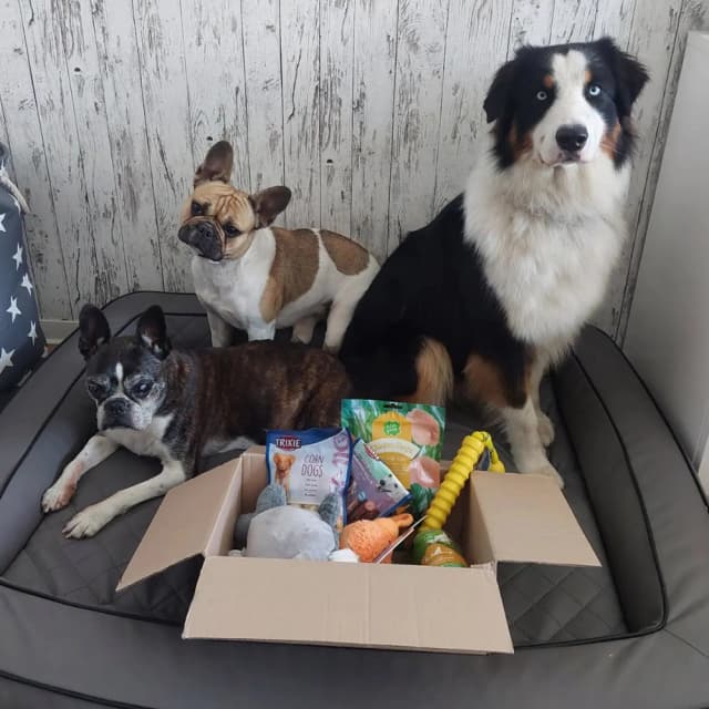 Dog image