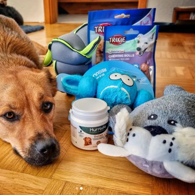Dog image