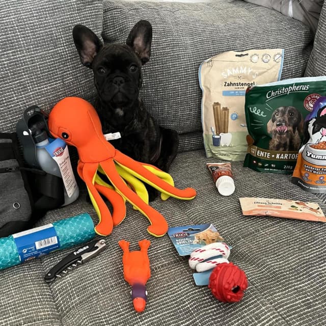 Dog image