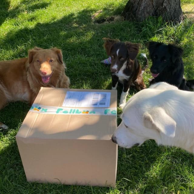 Dog image