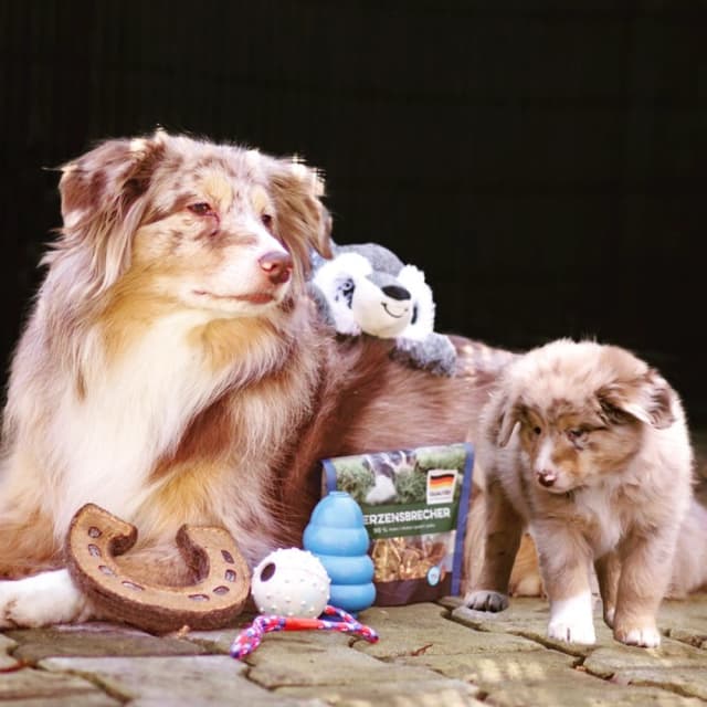 Dog image