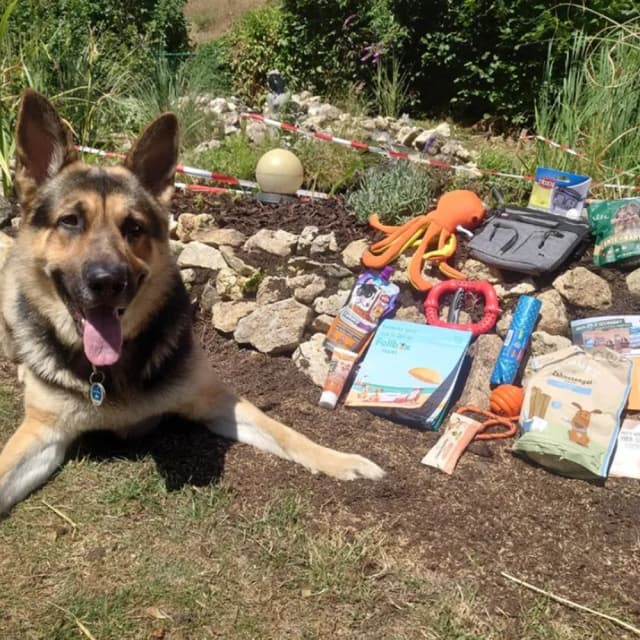 Dog image