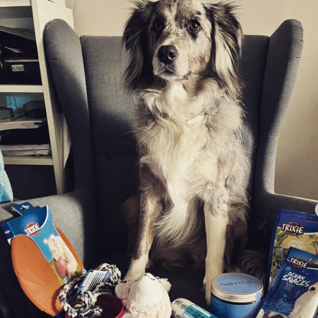 Dog image