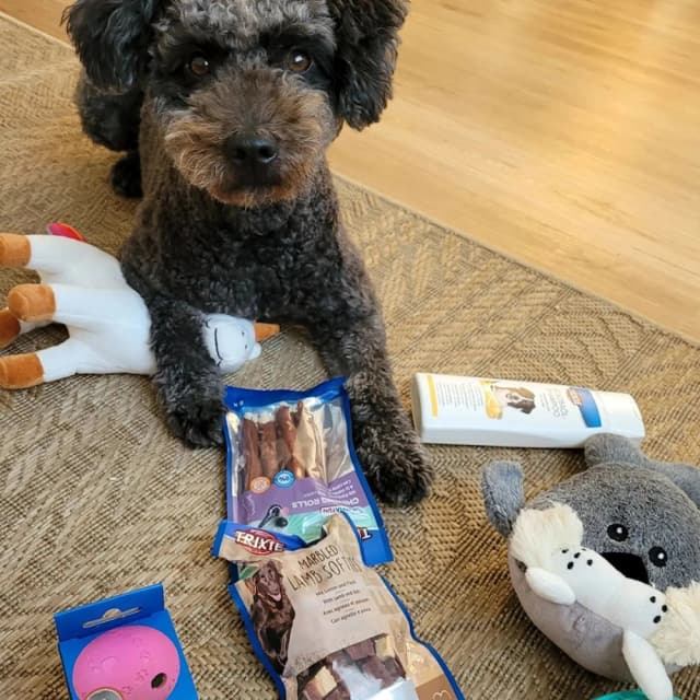 Dog image