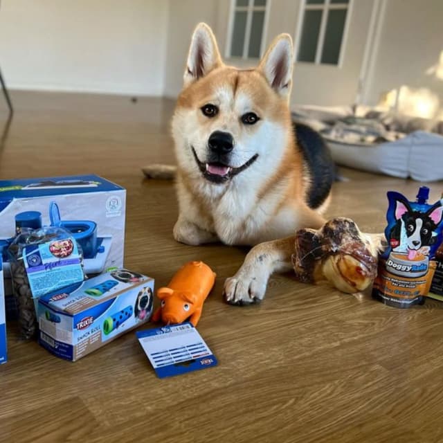 Dog image