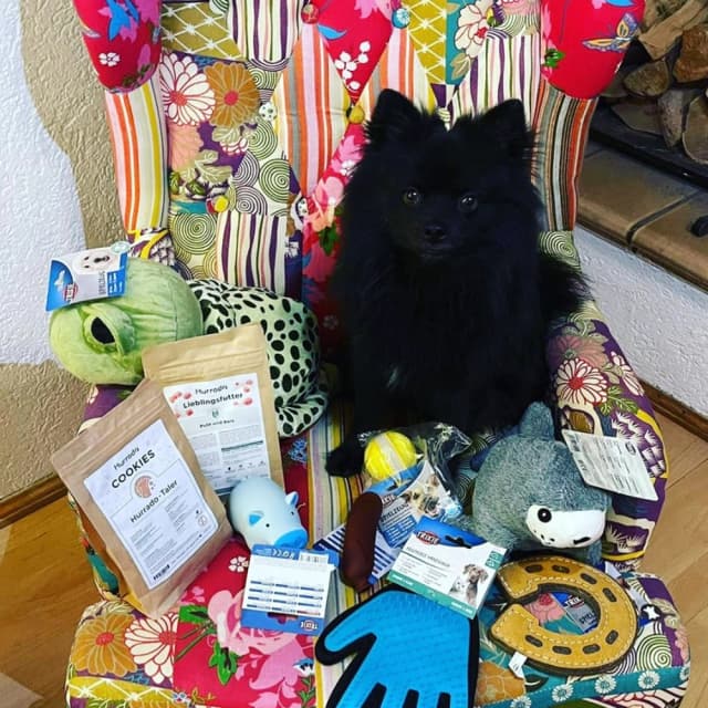 Dog image