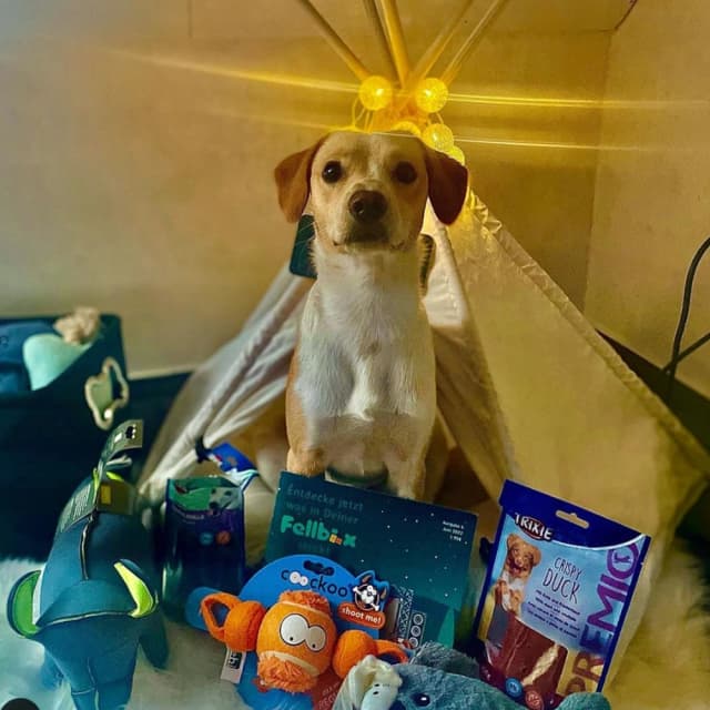 Dog image