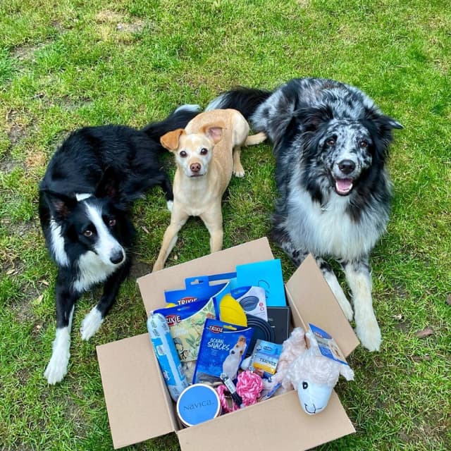 Dog image