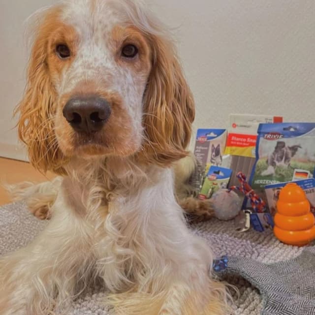 Dog image