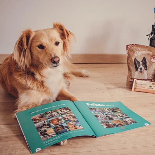 Dog image