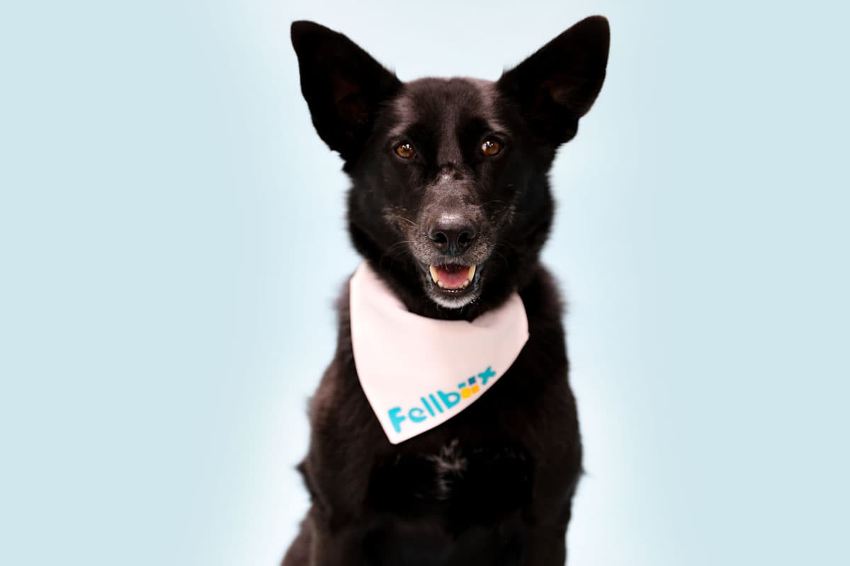 Dog Image