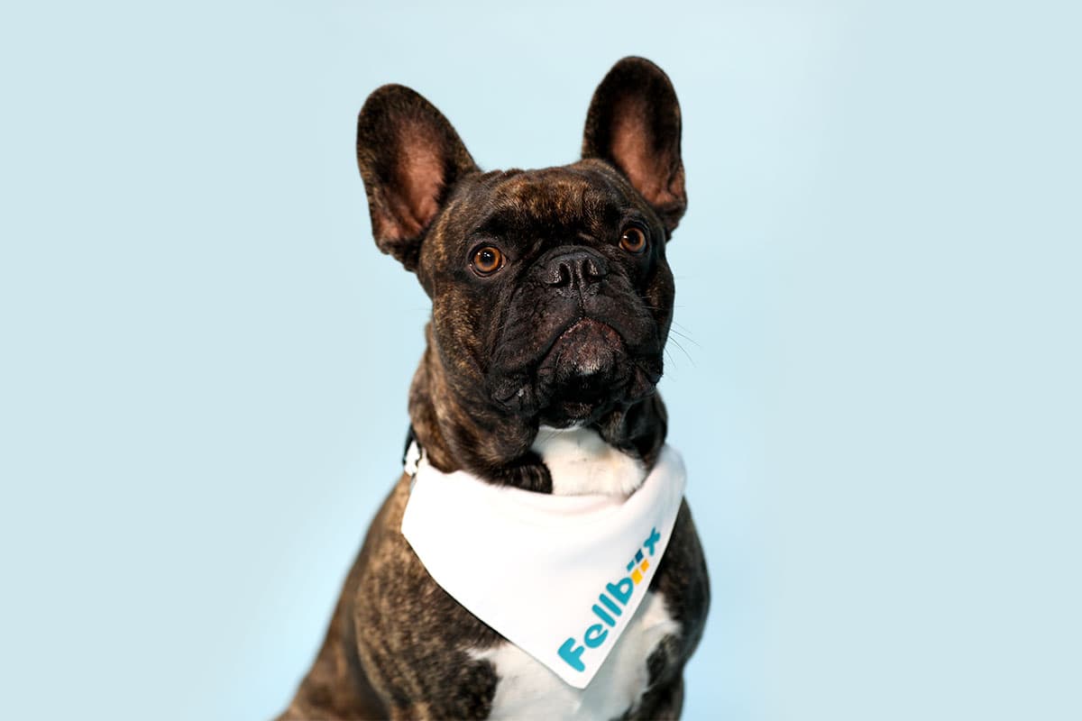Dog Image